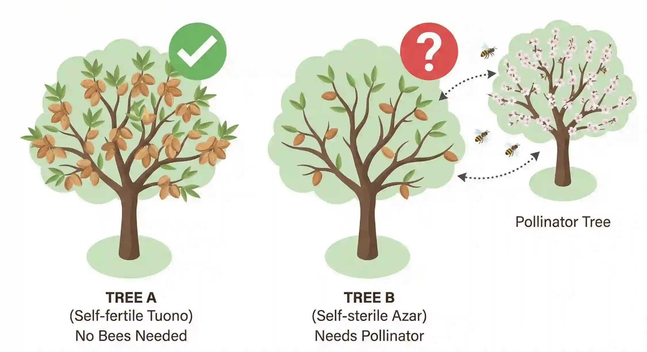 نمودار تفاوت گرده افشانی درخت بادام تونو خودبارور و بادام آذر نیازمند گرده افشان.