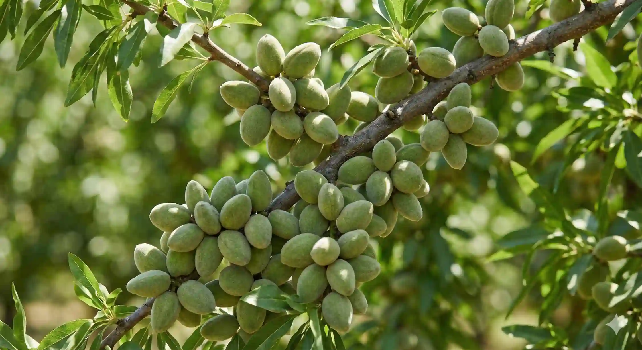 باردهی خوشه ای و اسپور بادام رقم تونو با تراکم بالا روی شاخه.