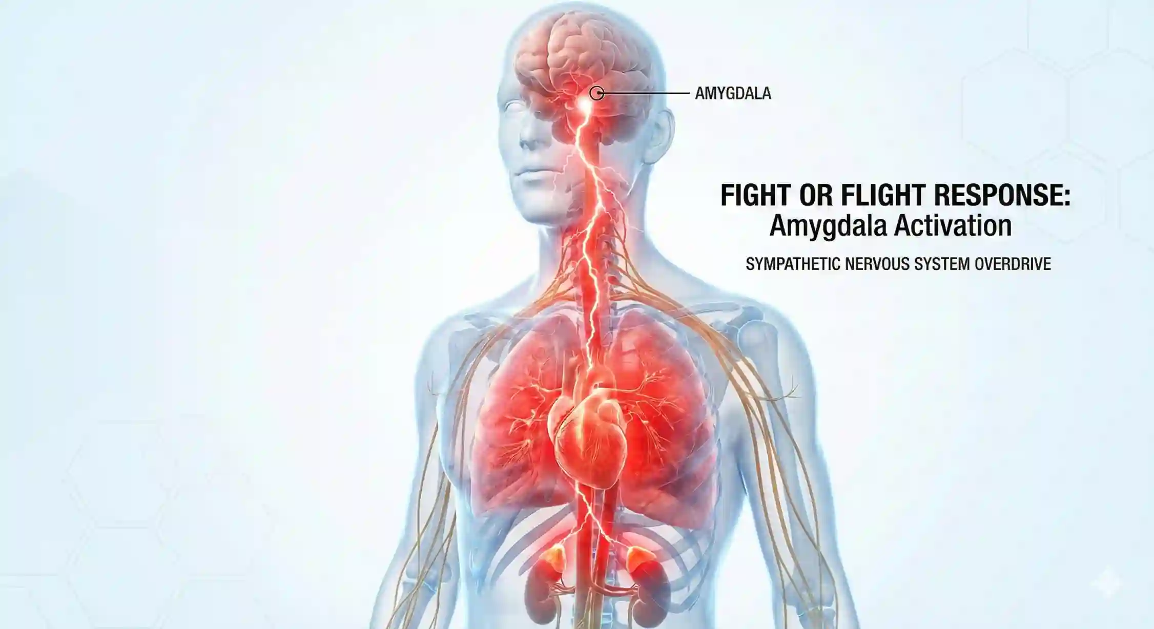 آناتومی حمله پنیک و واکنش سیستم عصبی سمپاتیک در بدن انسان.