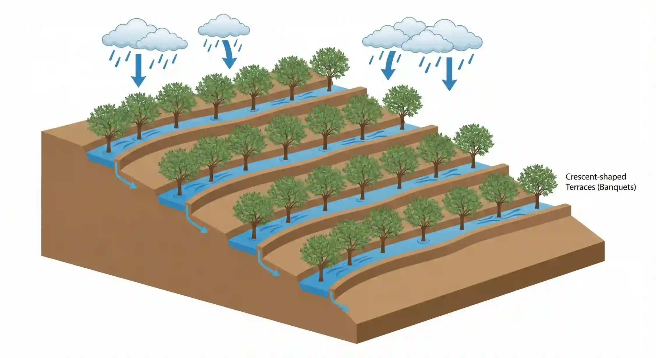 روش بانکت‌بندی و تراس‌بندی در باغ‌های بادام دیم برای ذخیره آب باران.