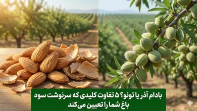 بادام آذر یا تونو؟ ۵ تفاوت کلیدی که سرنوشت سود باغ شما را تعیین می‌کند