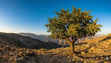 "تبدیل زمین‌های شیب‌دار به معدن طلا؛ راهنمای جامع خرید و کاشت نهال بادام دیم"
