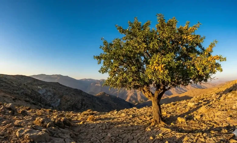 "تبدیل زمین‌های شیب‌دار به معدن طلا؛ راهنمای جامع خرید و کاشت نهال بادام دیم"